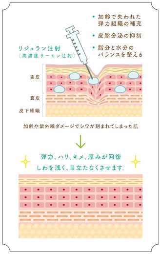 肌の修復と再生の促進