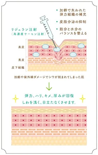 肌の修復と再生の促進